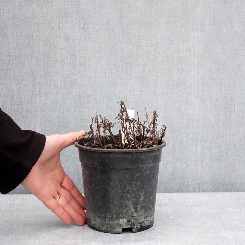Exemplaar van Achillea ptarmica Diadem - Hemdsknoopjes Pot van 2 l/3 l zoals geleverd in de winter