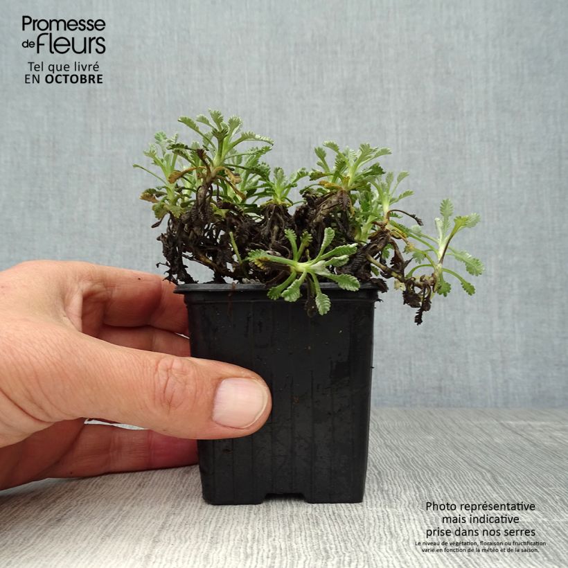 Exemplaar van Achillea umbellata - Duizendblad Kweekpotje van 8/9 cm zoals geleverd in de herfst