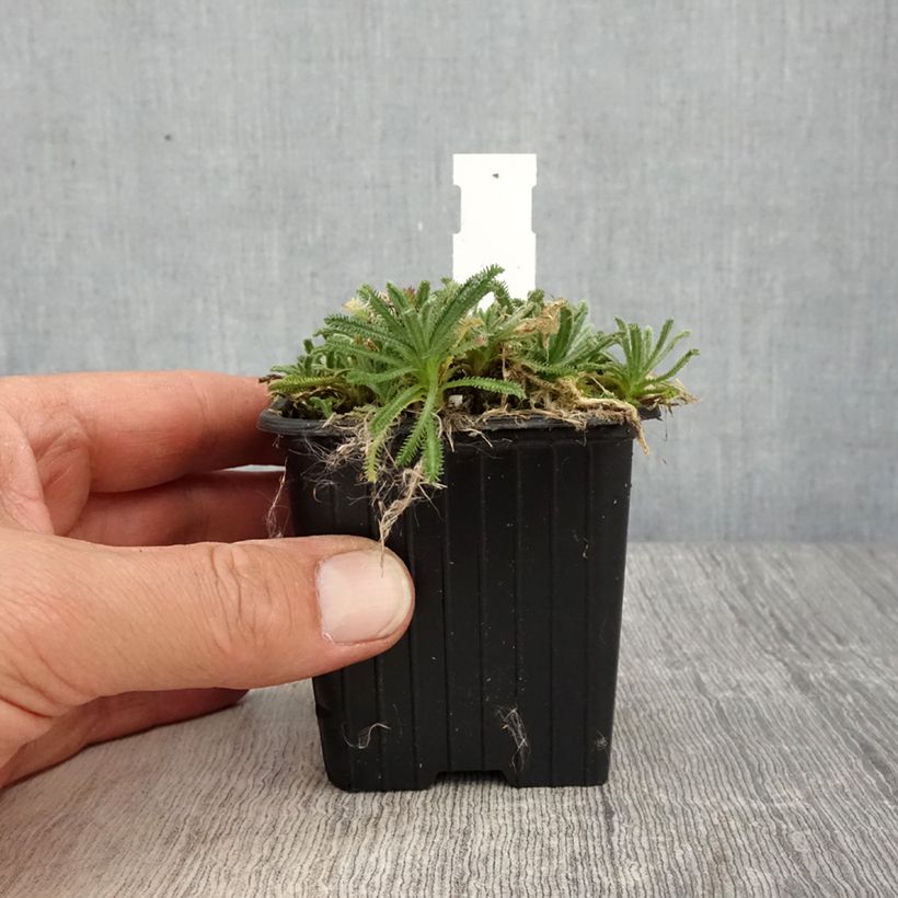 Example of Achillea lewisii King Edward - Duizendblad Kweekpotje van 8/9 cm as you get in printemps