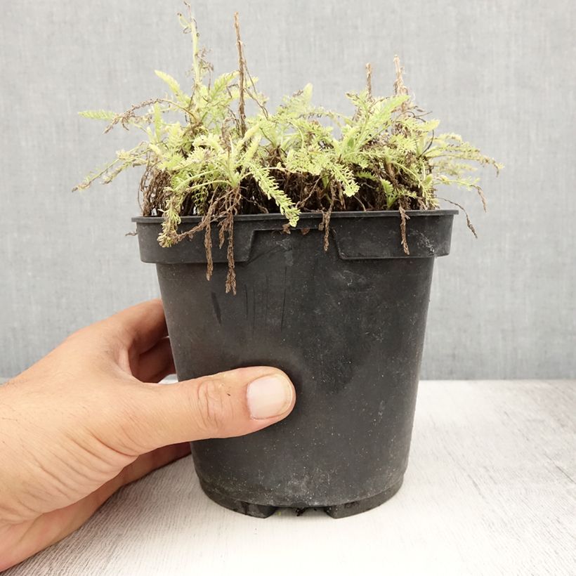 Exemplaar van Achillea crithmifolia - Duizendblad Pot van 2 l/3 l zoals geleverd in de zomer