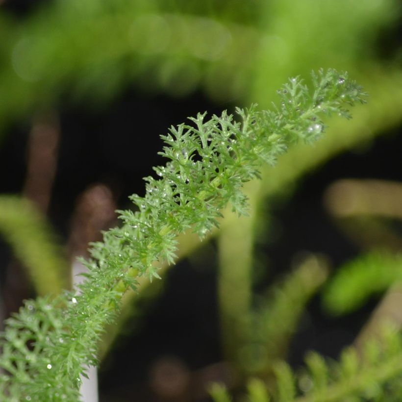 Achillea millefolium Apfelblute - Duizendblad (Blad)