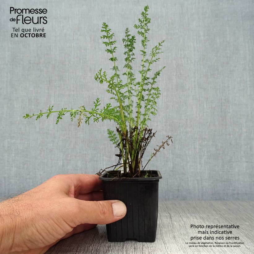 Exemplaar van Achillea filipendulina Credo - Duizendblad Kweekpotje van 8/9 cm zoals geleverd in de herfst