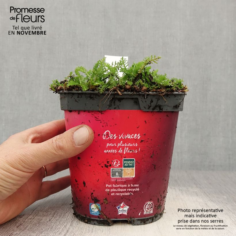 Exemplaar van Achillea millefolium Desert Eve Red - Duizendblad Pot van 2 l/3 l zoals geleverd in de herfst