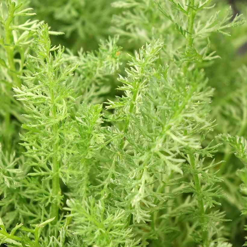 Achillea millefolium Desert Eve Terracotta - Duizendblad (Blad)