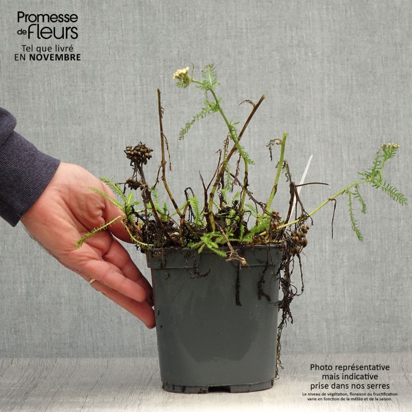 Exemplaar van Achillea millefolium Desert Eve Terracotta - Duizendblad Pot van 2 l/3 l zoals geleverd in de herfst