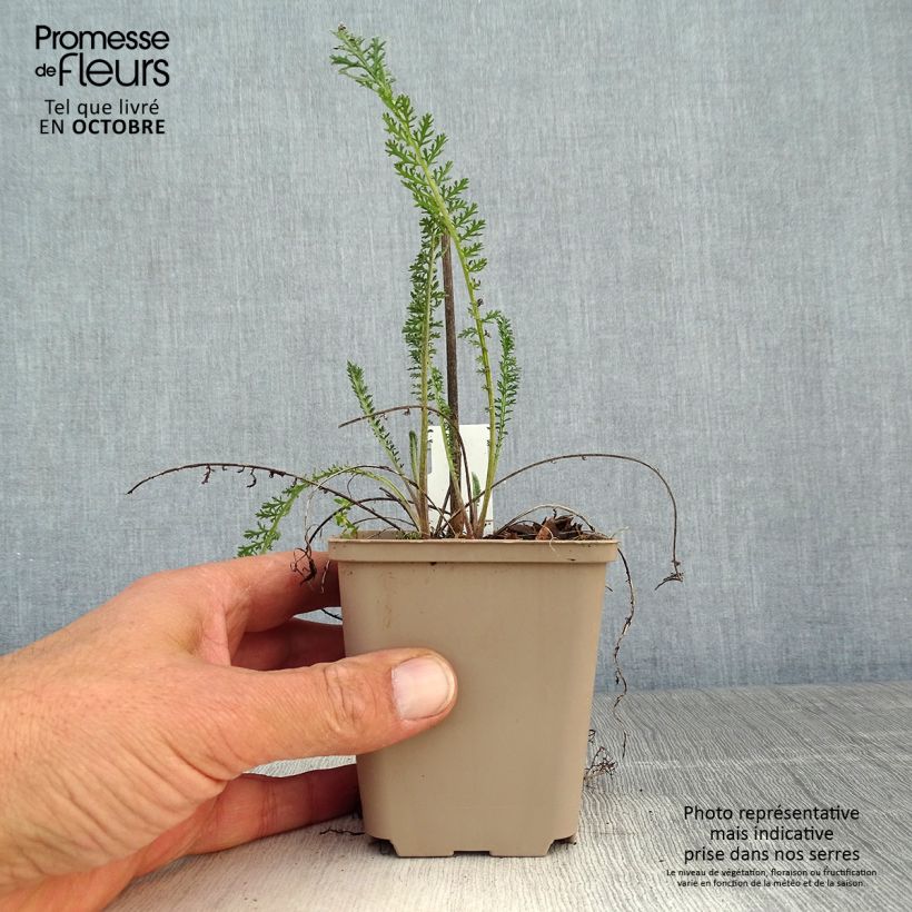 Exemplaar van Achillea filipendulina Helios - Duizendblad Kweekpotje van 8/9 cm zoals geleverd in de herfst