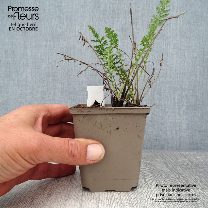 Exemplaar van Achillea millefolium Alabaster - Duizendblad Kweekpotje van 8/9 cm zoals geleverd in de herfst
