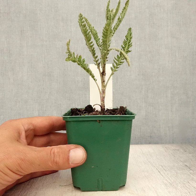 Exemplaar van Achillea millefolium Alabaster - Duizendblad Kweekpotje van 8/9 cm zoals geleverd in de zomer