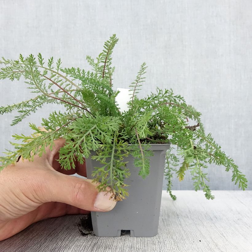 Exemplaar van Achillée millefeuille Cassis - Achillea millefolium Godet de 8/9 cm zoals geleverd in de herfst