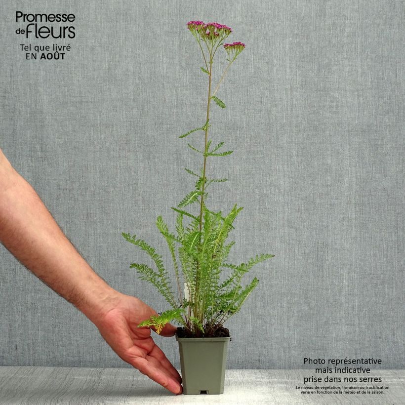 Exemplaar van Achillea millefolium Cassis - Duizendblad Kweekpotje van 8/9 cm zoals geleverd in de zomer
