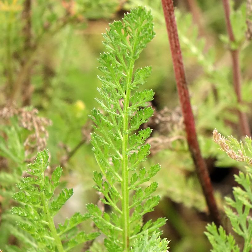 Achillea millefolium Cassis - Duizendblad (Blad)