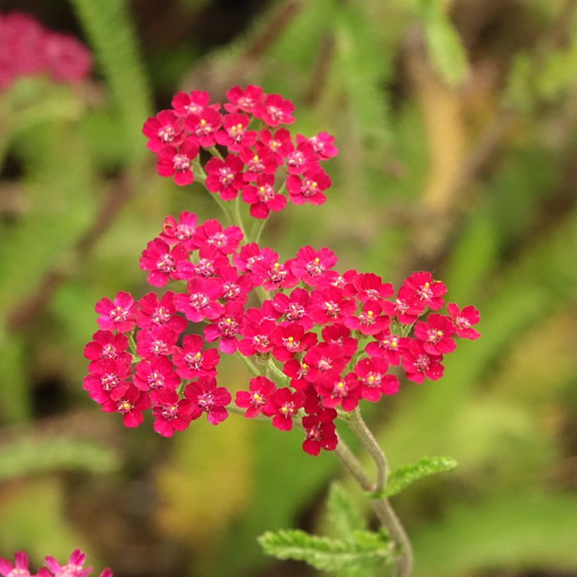 Achillea millefolium Cassis - Duizendblad (Bloei)