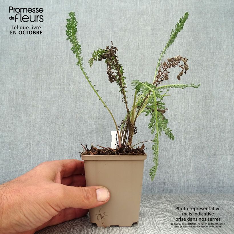 Exemplaar van Achillea millefolium Hymne - Duizendblad Kweekpotje van 8/9 cm zoals geleverd in de herfst