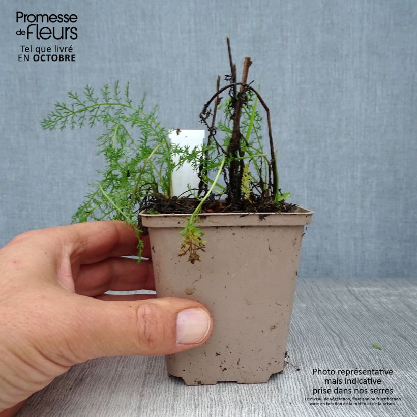 Exemplaar van Achillea millefolium Lachsschönheit - Duizendblad Kweekpotje van 8/9 cm zoals geleverd in de herfst