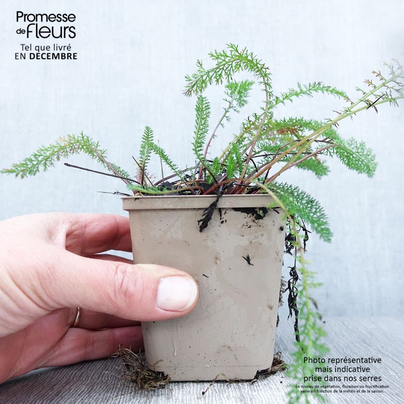 Exemplaar van Achillea millefolium Red Beauty - Duizendblad Kweekpotje van 8/9 cm zoals geleverd in de herfst