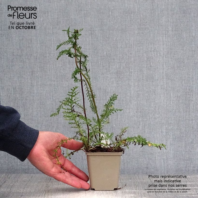 Exemplaar van Achillea millefolium Sammetriese - Duizendblad Kweekpotje van 8/9 cm zoals geleverd in de herfst