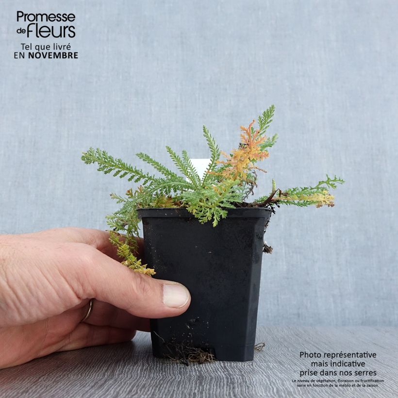 Exemplaar van Achillea millefolium Schneetaler - Duizendblad Kweekpotje van 8/9 cm zoals geleverd in de herfst