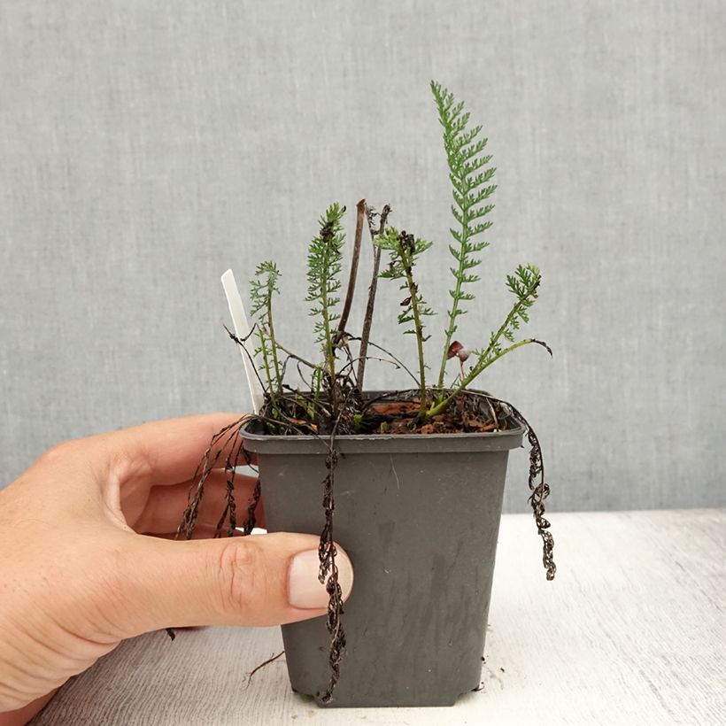 Exemplaar van Achillea millefolium Wesersandstein - Duizendblad Kweekpotje van 8/9 cm zoals geleverd in de zomer