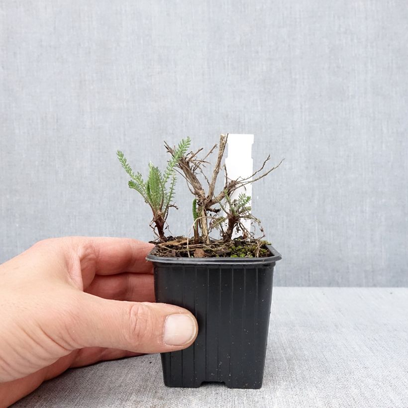 Exemplaar van Achillea millefolium Wesersandstein - Duizendblad Kweekpotje van 8/9 cm zoals geleverd in de lente