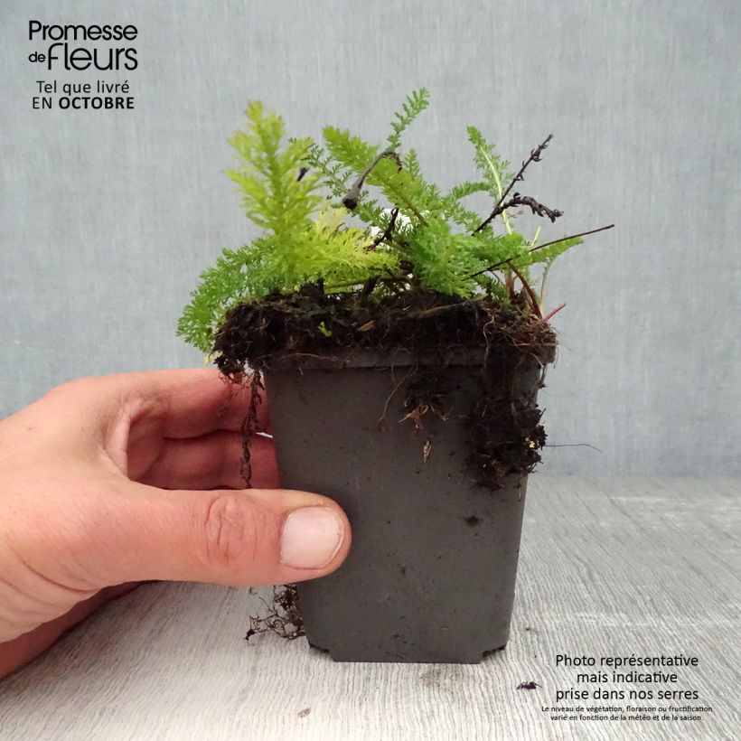 Exemplaar van Achillea millefolium White Beauty - Duizendblad Kweekpotje van 8/9 cm zoals geleverd in de herfst