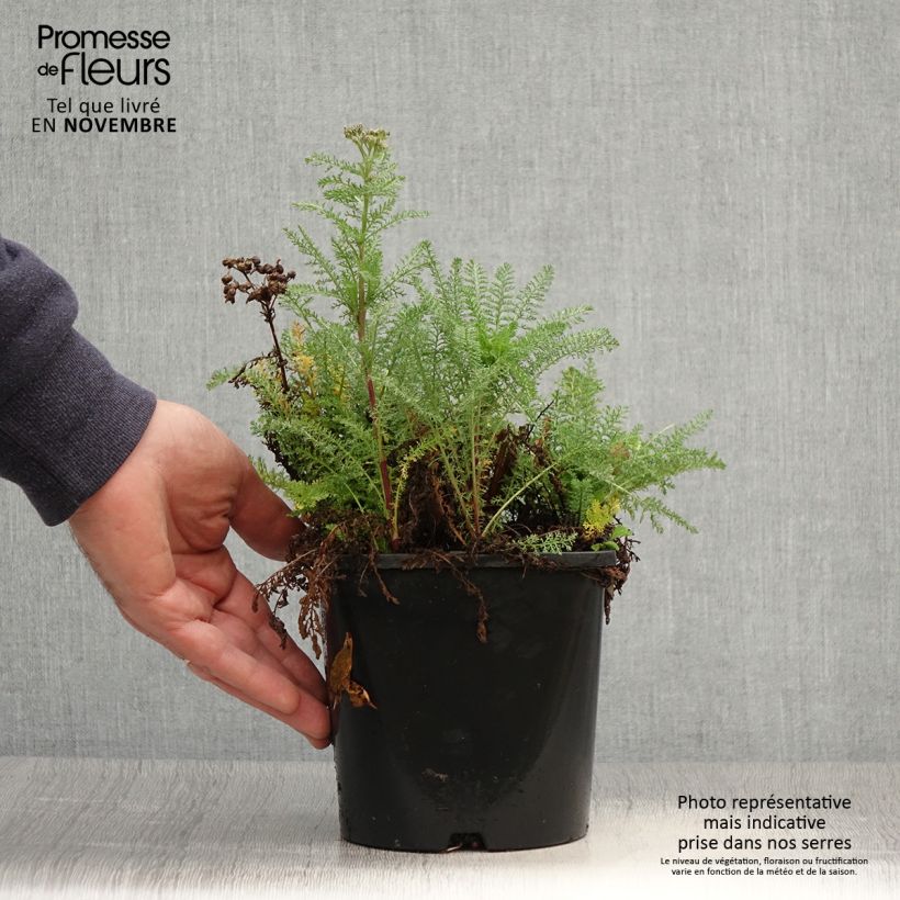 Exemplaar van Achillea millefolium Apricot Delight - Duizendblad Pot van 2 l/3 l zoals geleverd in de herfst