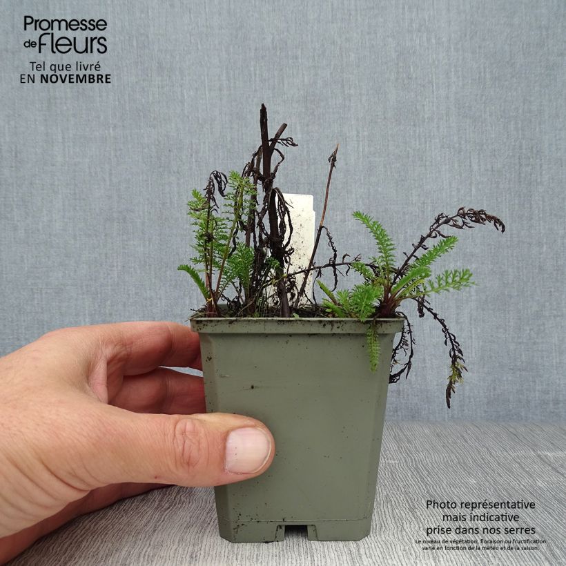 Exemplaar van Achillea millefolium Apfelblute - Duizendblad Kweekpotje van 8/9 cm zoals geleverd in de herfst