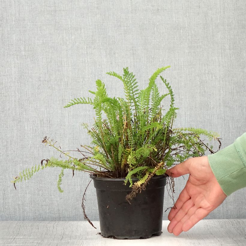 Exemplaar van Achillea millefolium Cerise Queen - Duizendblad Pot van 2 l/3 l zoals geleverd in de zomer