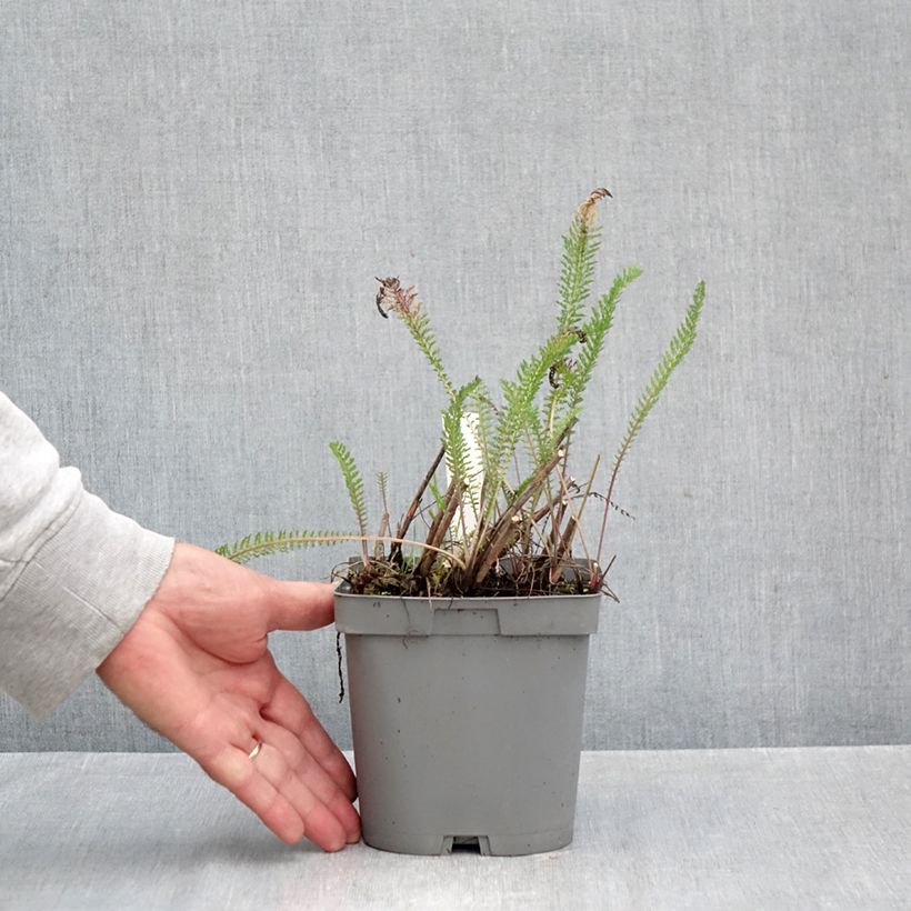 Exemplaar van Achillea millefolium Cerise Queen - Duizendblad Pot van 2 l/3 l zoals geleverd in de herfst