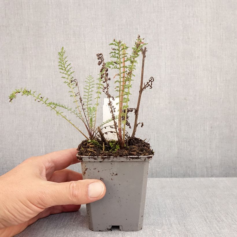 Exemplaar van Achillea millefolium Excel - Duizendblad Kweekpotje van 8/9 cm zoals geleverd in de herfst