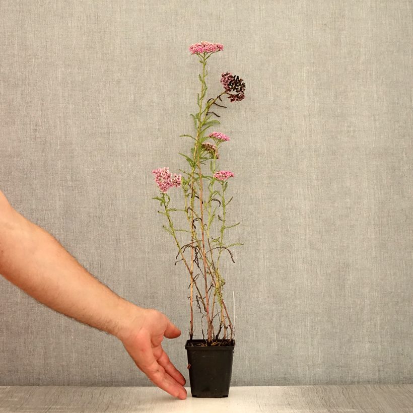 Exemplaar van Achillea millefolium Excel - Duizendblad Kweekpotje van 8/9 cm zoals geleverd in de zomer