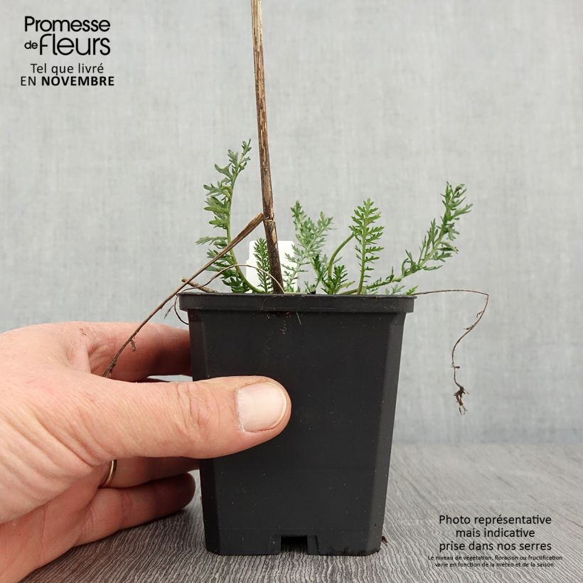 Exemplaar van Achillea millefolium Feuerland - Duizendblad Kweekpotje van 8/9 cm zoals geleverd in de herfst