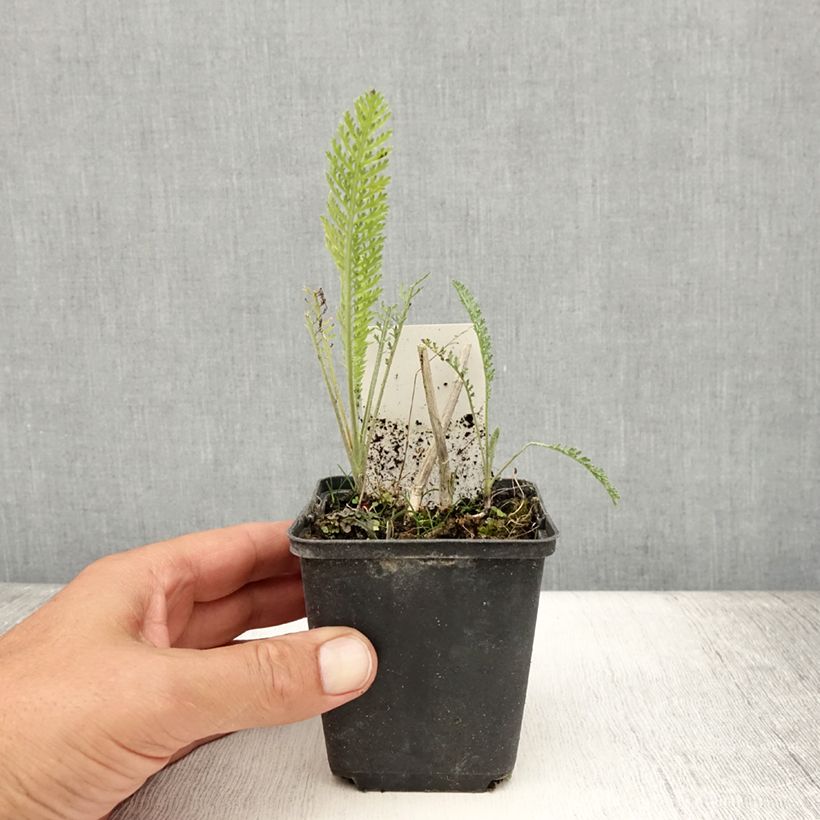 Exemplaar van Achillea millefolium Feuerland - Duizendblad Kweekpotje van 8/9 cm zoals geleverd in de zomer