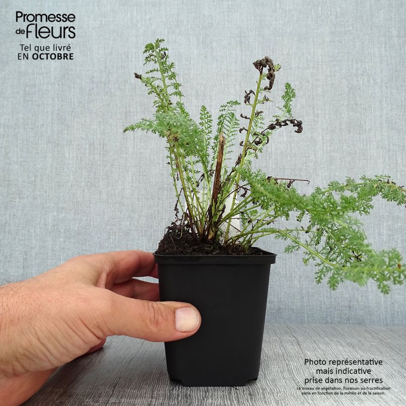 Exemplaar van Achillea millefolium Heinrich Vogeler - Duizendblad Kweekpotje van 8/9 cm zoals geleverd in de herfst