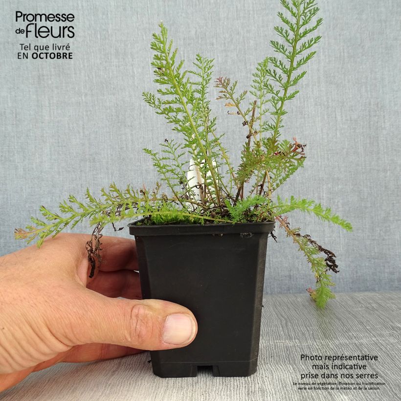 Exemplaar van Achillea millefolium Lilac Beauty - Duizendblad Kweekpotje van 8/9 cm zoals geleverd in de herfst