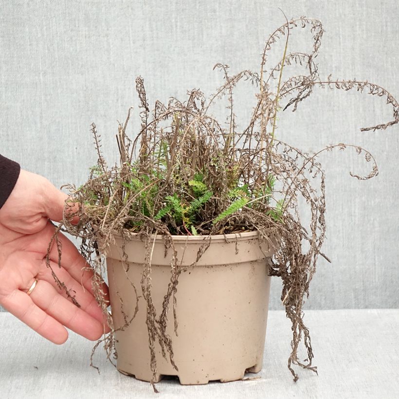 Exemplaar van Achillea millefolium Lilac Beauty - Duizendblad Pot van 2 l/3 l zoals geleverd in de herfst