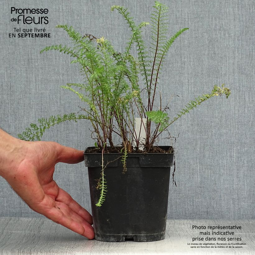 Exemplaar van Achillea millefolium Paprika - Duizendblad Pot van 2 l/3 l zoals geleverd in de herfst