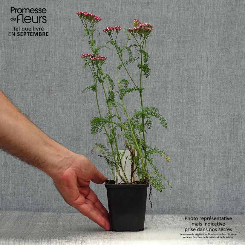 Exemplaar van Achillea millefolium Petra - Duizendblad Kweekpotje van 8/9 cm zoals geleverd in de herfst