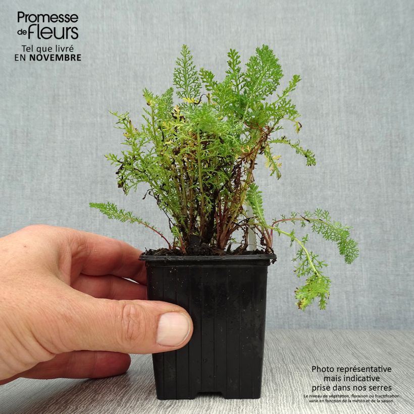 Exemplaar van Achillea millefolium Pomegranate - Duizendblad Kweekpotje van 7/8 cm zoals geleverd in de herfst