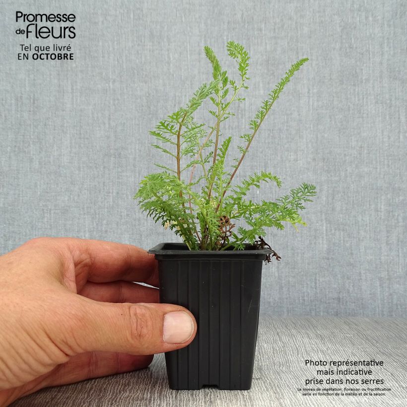 Exemplaar van Achillea millefolium Summer Pastels - Duizendblad Kweekpotje van 7/8 cm zoals geleverd in de herfst