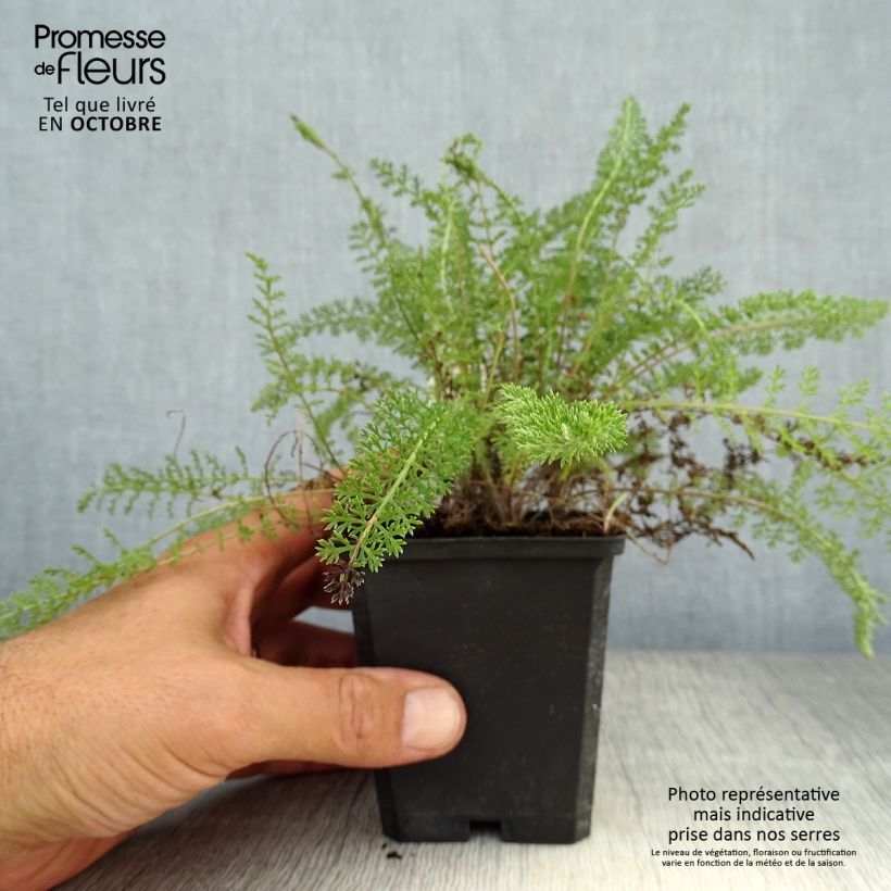 Exemplaar van Achillea millefolium Summerwine - Duizendblad Kweekpotje van 8/9 cm zoals geleverd in de herfst