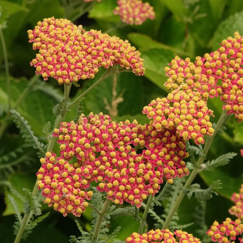 Achillea millefolium Terracotta - Duizendblad (Bloei)
