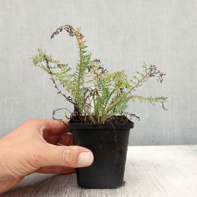 Exemplaar van Achillea millefolium Velours - Duizendblad Kweekpotje van 8/9 cm zoals geleverd in de herfst