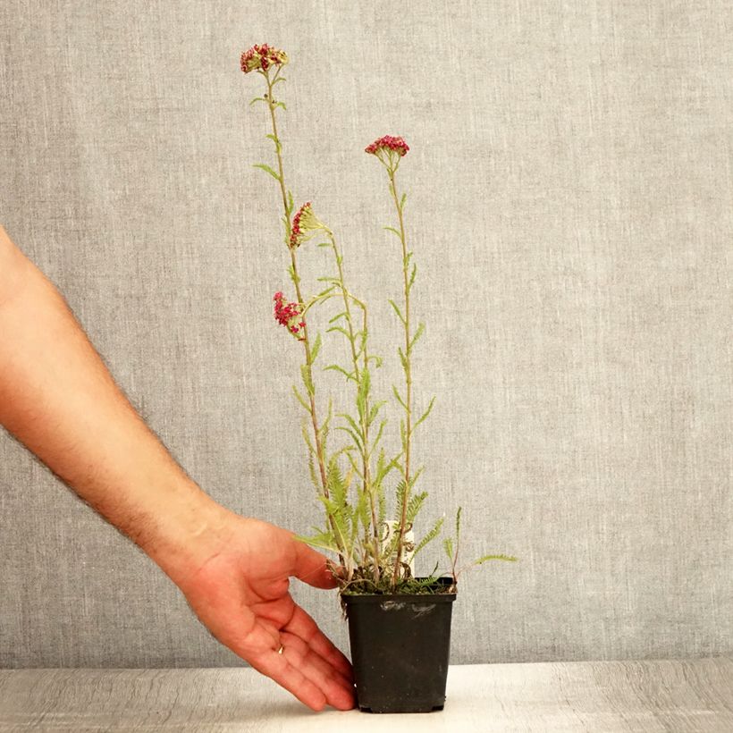 Exemplaar van Achillea millefolium Velours - Duizendblad Kweekpotje van 8/9 cm zoals geleverd in de zomer