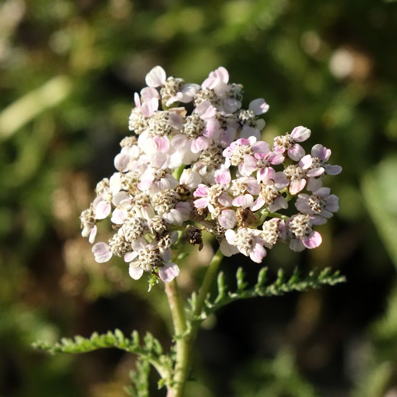 Achillea millefolium Wonderful Wampee - Duizendblad (Bloei)