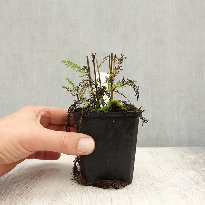 Exemplaar van Achillea millefolium Wonderful Wampee - Duizendblad Kweekpotje van 8/9 cm zoals geleverd in de herfst