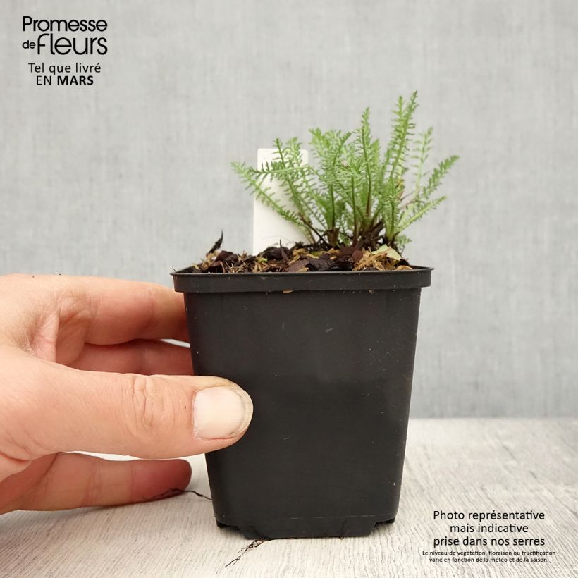 Exemplaar van Achillea millefolium Wonderful Wampee - Duizendblad Kweekpotje van 8/9 cm zoals geleverd in de lente