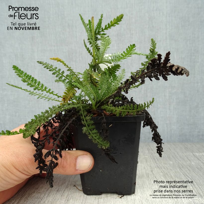 Exemplaar van Achillea Moonshine - Duizendblad Kweekpotje van 8/9 cm zoals geleverd in de herfst