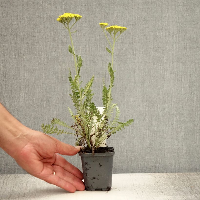 Exemplaar van Achillea Moonshine - Duizendblad Kweekpotje van 8/9 cm zoals geleverd in de zomer