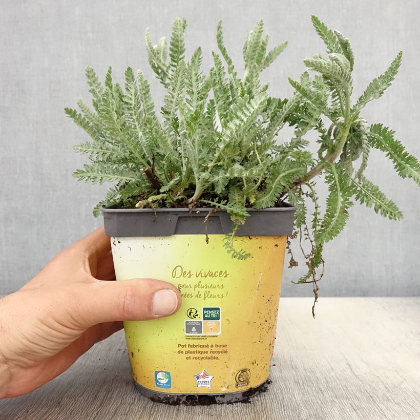 Exemplaar van Achillea Moonshine - Duizendblad Pot van 2 l/3 l zoals geleverd in de lente