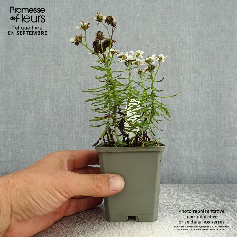 Exemplaar van Achillea ptarmica Nana Compacta - Wilde bertram Kweekpotje van 8/9 cm zoals geleverd in de zomer